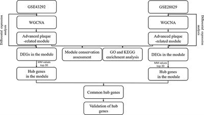 Identifying RBM47, HCK, CD53, TYROBP, and HAVCR2 as Hub Genes in Advanced Atherosclerotic Plaques by Network-Based Analysis and Validation